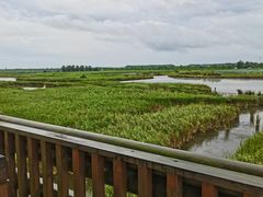 -盐城丹顶鹤湿地生态旅游区