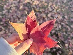 -年轮烧烤·羊蝎子·烤鱼(星湖街店)