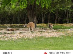 -泉州海丝野生动物世界