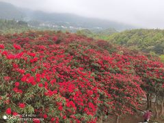 -贵州百里杜鹃风景名胜区