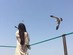 -长岛万鸟岛