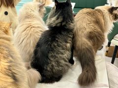 -安格丽娜·狗咖·猫咖羊驼咖(春熙路百盛商场店)