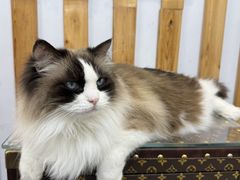 -青奢宠物·青奢猫舍