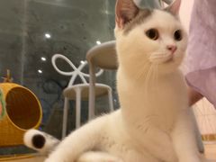 -猫咪派对(江南西店)
