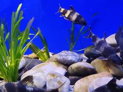 -上海海洋水族馆
