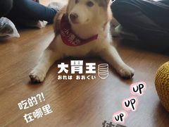 -Husky Go! 哈士奇体验馆·宠物咖啡厅狗咖