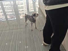 -瑞派名望志远动物医院·猫科·內科·异宠专科(直港大道店)