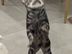 -有喵·猫咖·狗咖·30几只猫10只小狗(岗厦店)