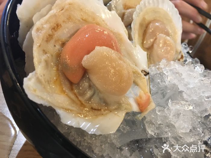 小青森锅物帝王贝图片