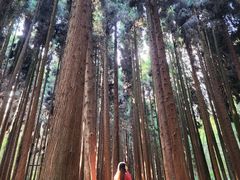 -武陵山森林公园