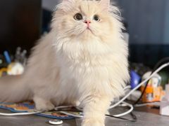 -lincat·猫舍(广州店)