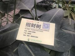 -呀路古热带植物园