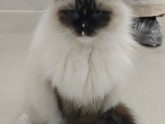 -共舞时光猫咖·狗咖(新街口店)