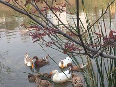 -武清南湖绿博园