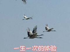 -盐城丹顶鹤湿地生态旅游区
