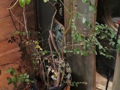 -陶享时光西餐·下午茶·竹林花园(新城店)