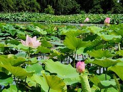 -荷塘月色湿地公园·向阳花洲