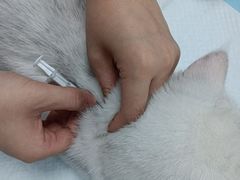 -嘉馨宠物医院·CT影像转诊·心脏科·犬猫全科诊疗中心(下沙大学城院区)