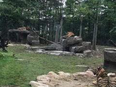 -上海野生动物园老虎餐厅