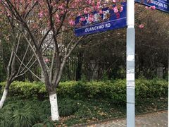 -高东镇樱花园