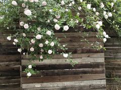 -三圣花乡旅游区