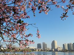 -莫愁湖公园