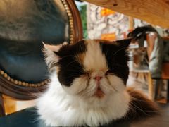-猫小院猫主题餐厅(三里屯店)