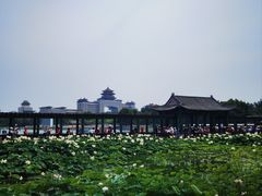 -莲花池公园