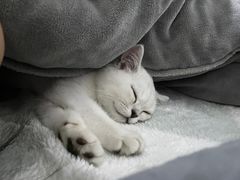 -lincat·猫舍(广州店)