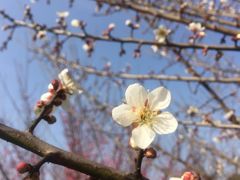 -香雪海