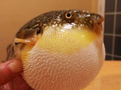 -长顺河豚馆(江洲东路)