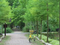 -合肥滨湖国家森林公园