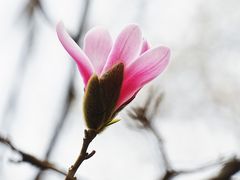 -国家植物园