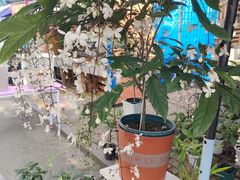 -哈尔滨道外花鸟鱼市场