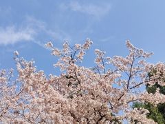 -武汉大学-樱园