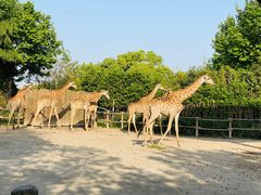 -上海野生动物园
