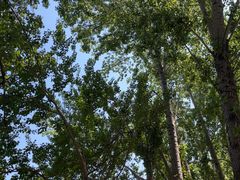 -长白岛森林公园