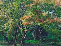 -共青国家森林公园-停车场