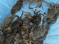 -阳澄湖大闸蟹·琼灵阁牌品牌连锁(吴中总店)