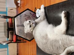 -猫小院猫主题咖啡厅(北锣店)