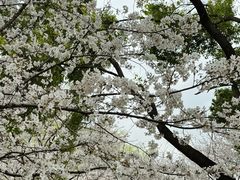 -西北湖绿化广场