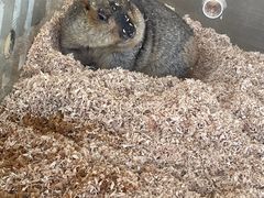 -怪兽屋·羊驼·猫咖·狗咖(俊华广场店)