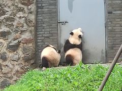 -都江堰中华大熊猫苑