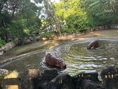 -清迈夜间动物园