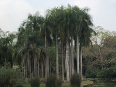 -中国科学院西双版纳热带植物园