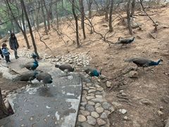 -燕塞湖鸟语林景区