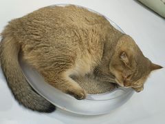 -COLOR PETS 撸猫馆·购猫·猫咖(长风大悦城店)