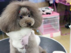 宁波诺比宠物美容日系精修-诺比宠物医院心脏内科·泌尿肾内外科·骨科急重症
