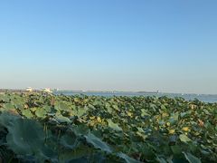 -渔娘蟹庄(阳澄湖莲花岛店)