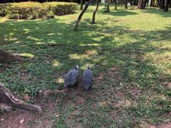 -南国锋味椰子鸡(瀚海店)